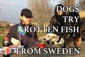 Dogs try Swedish rotten fish - Surströmming