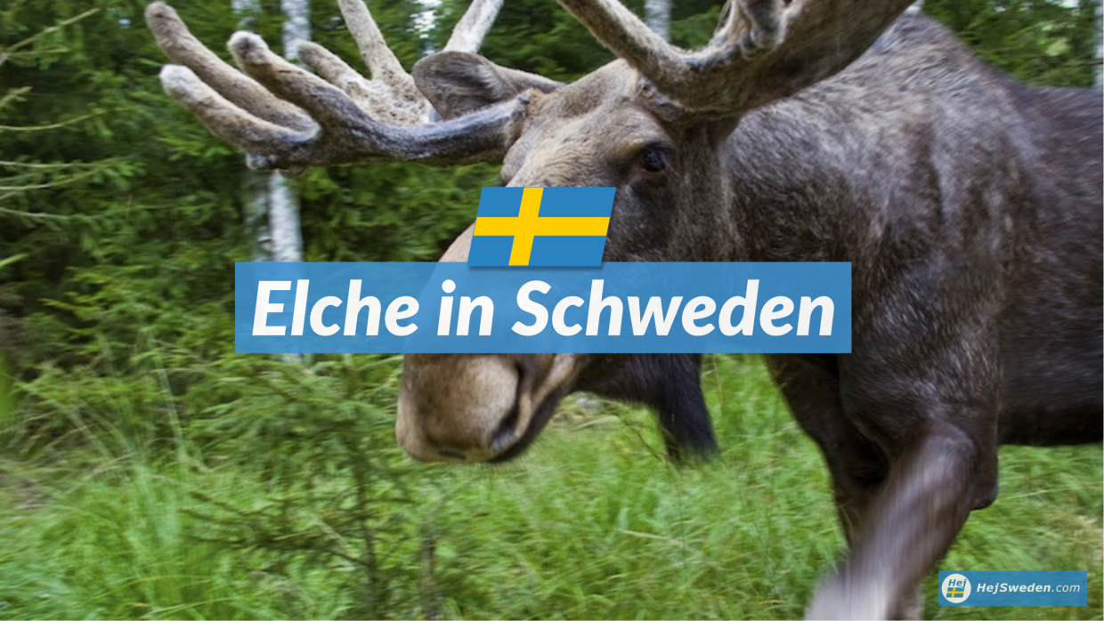 Elche in Schweden