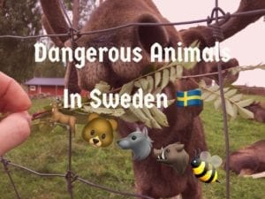 Dangerous animals in Sweden