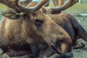 Moose Shot on His Way to the Gothenburg Book Fair Moose in Sweden