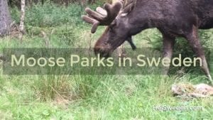Moose Parks in Sweden - List and Map Moose Parks in Sweden